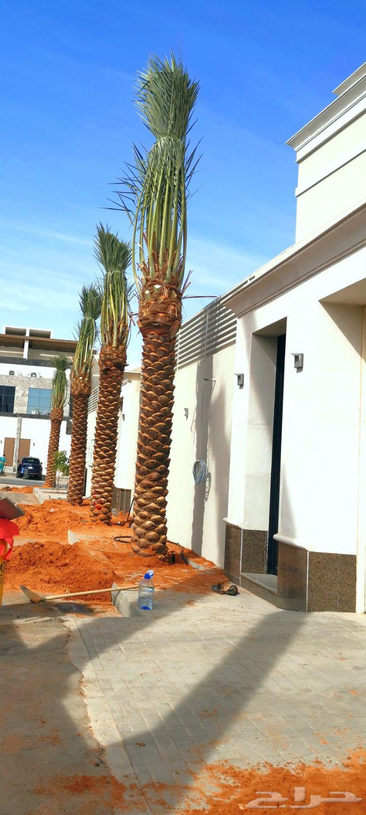 أشجار نحيل الفاخره واشنطني ومثمره للبيع64427932659585114