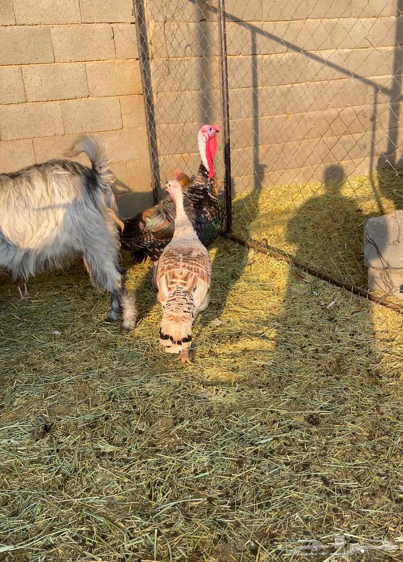 دجاج رومي زوج64594479167747112