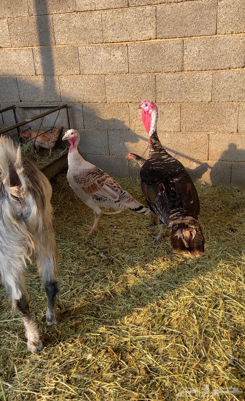 دجاج رومي زوج64594479167747110