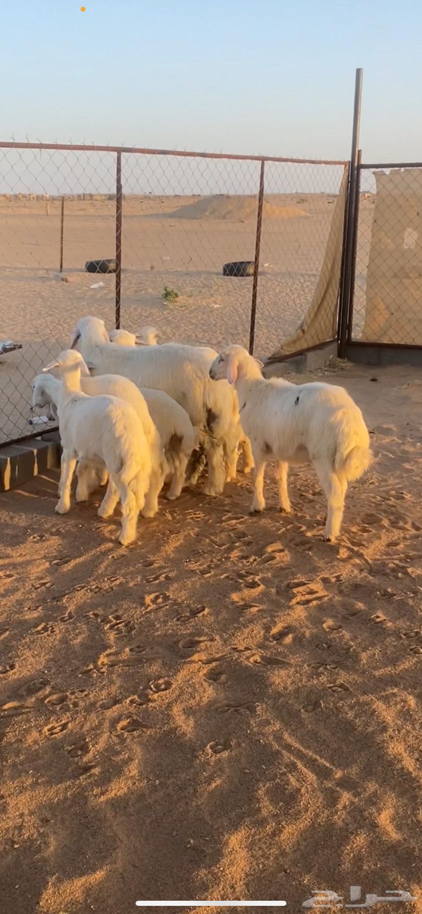 يوجد خدمة الذبح والتوصيل64193101214210111