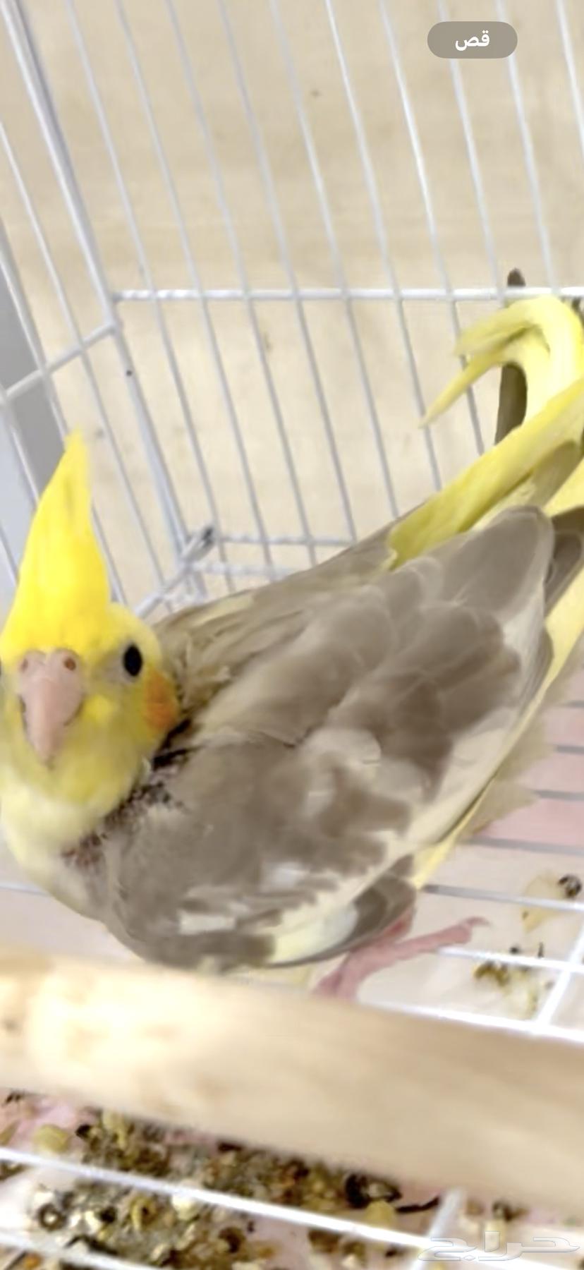 Weaned Francolin Chicks64499284243203111