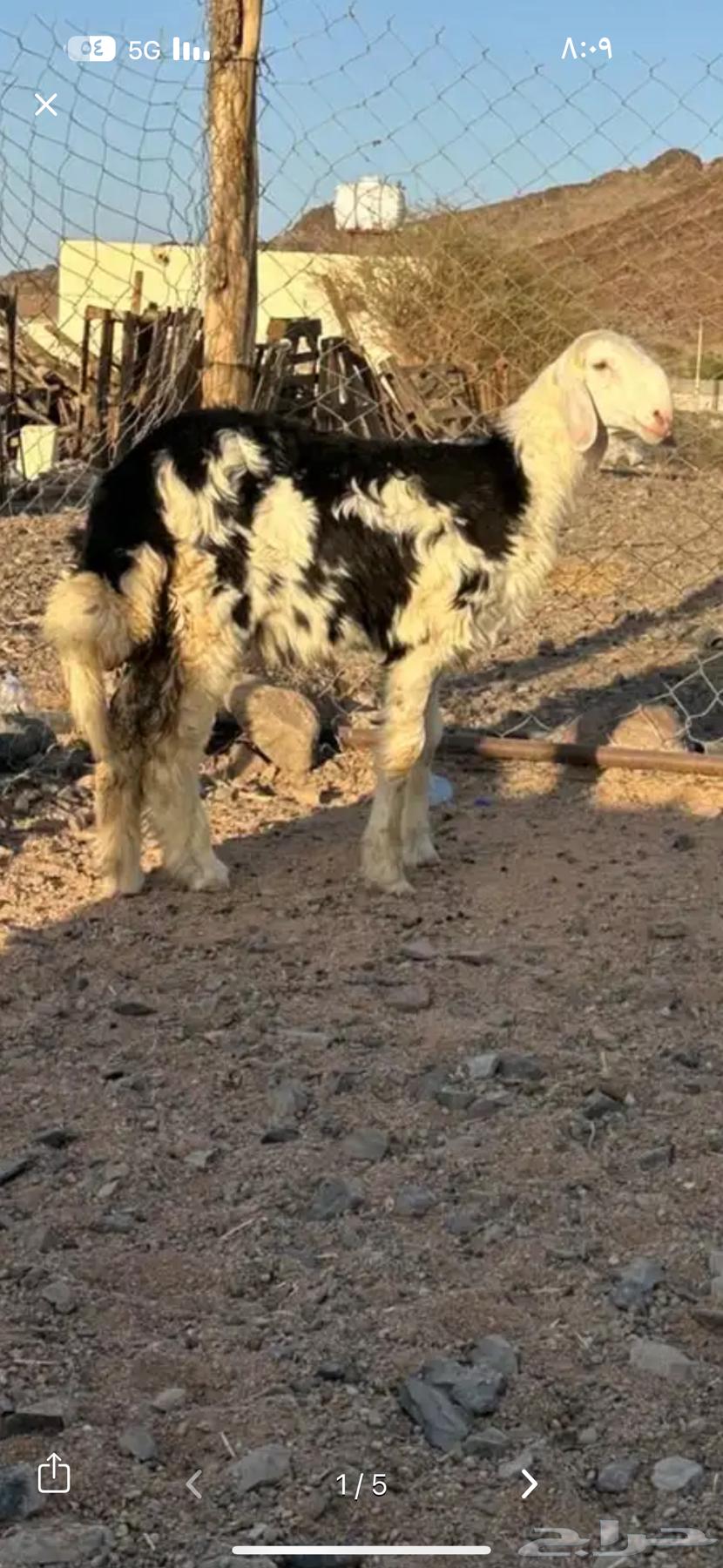 Premium free-range lambs, fully fattened, available with slaughter and delivery64465968664323111