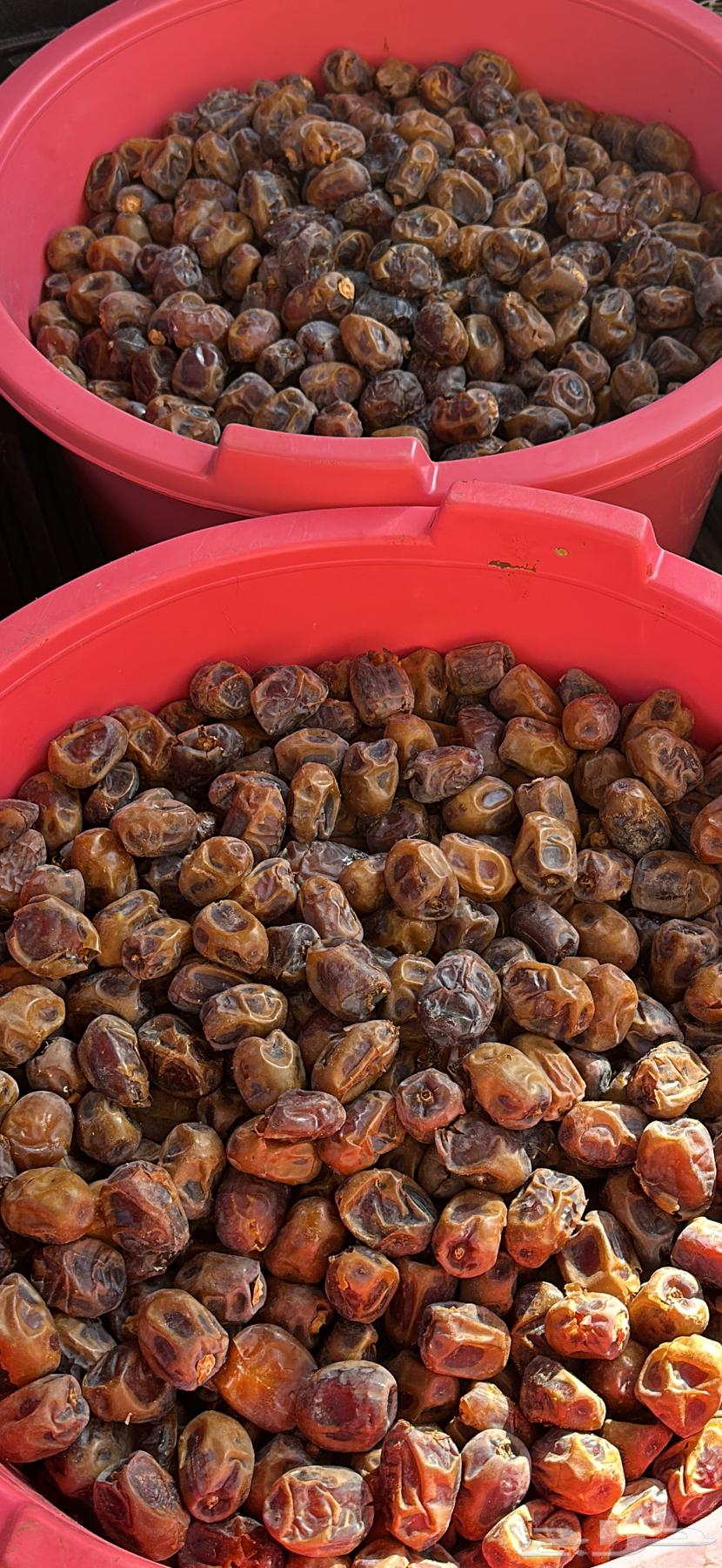 Dates from Al-Burayhi and Maktoomi, large sizes from east of Hail64557851652867113