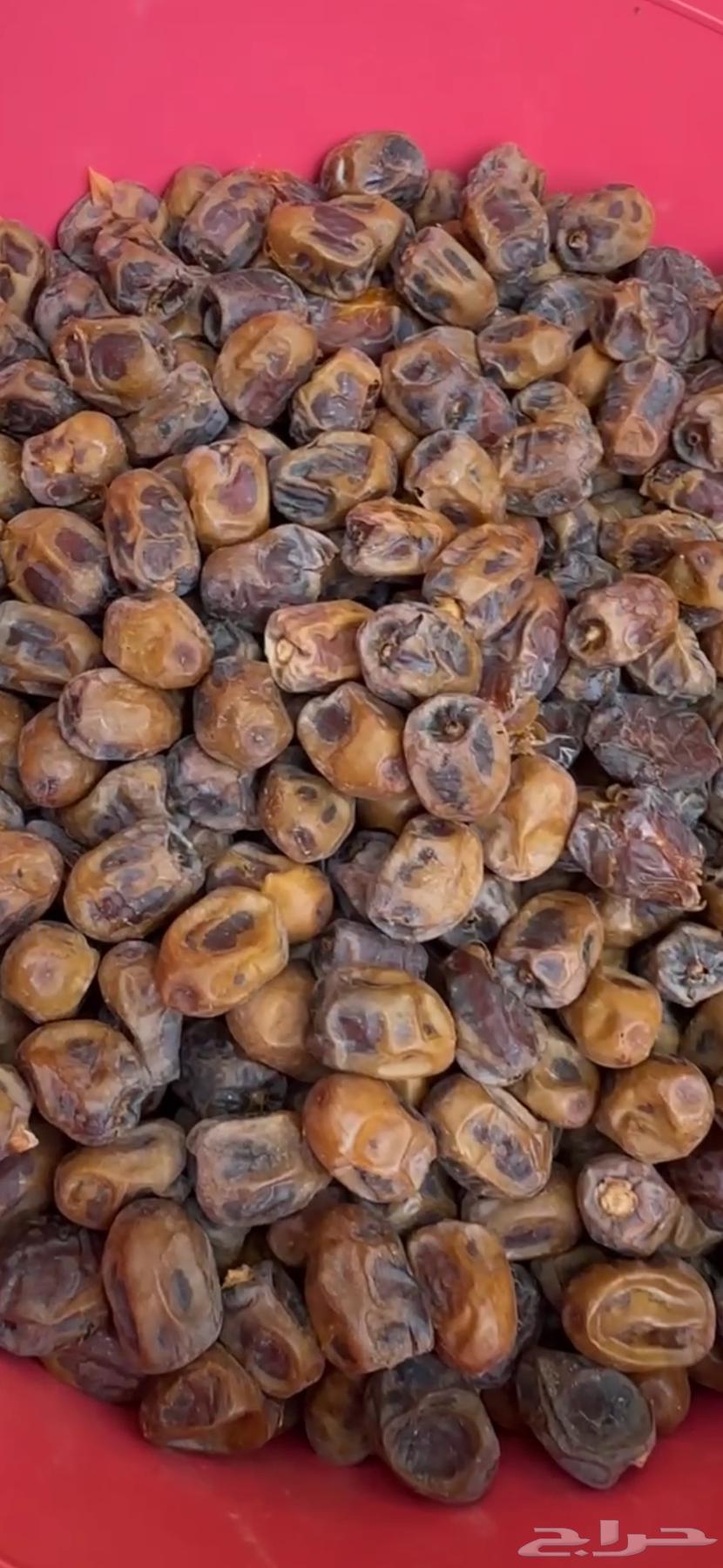 Dates from Al-Burayhi and Maktoomi, large sizes from east of Hail64557851652867112