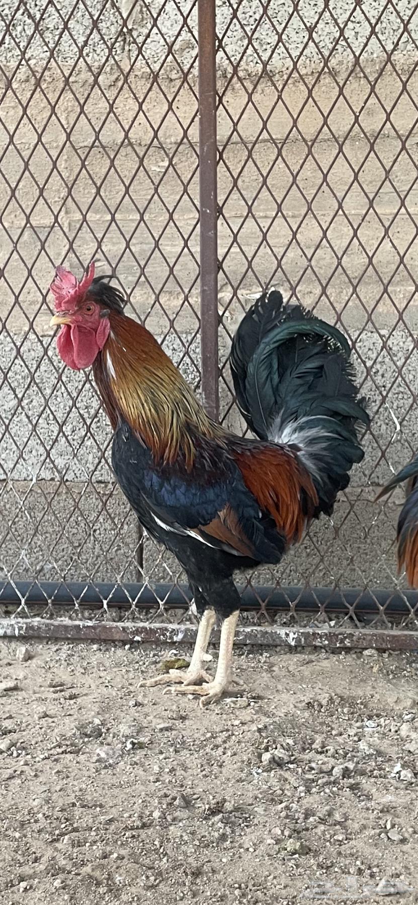 خمس ديكة عربية فرق مستوى طيب64561685625859110