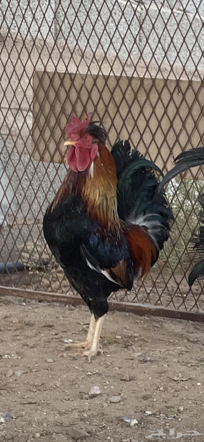 خمس ديكة عربية فرق مستوى طيب64561685625859111