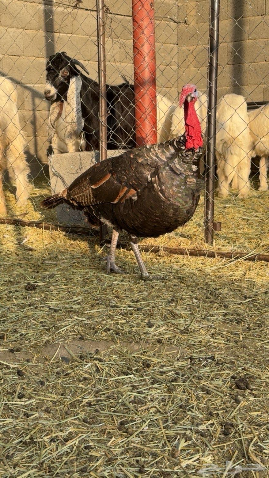 دجاج رومي زوج64594479167747113