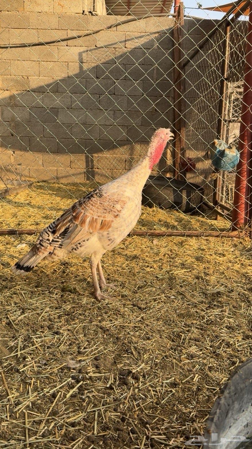 دجاج رومي زوج64594479167747114