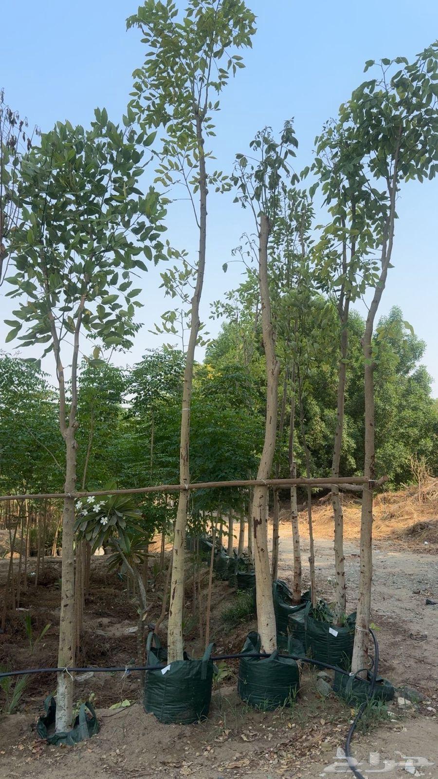 اكاسيا فستيولا سماكة الساق من بوصة الى 6 بوصة ك كميات64420621084418110