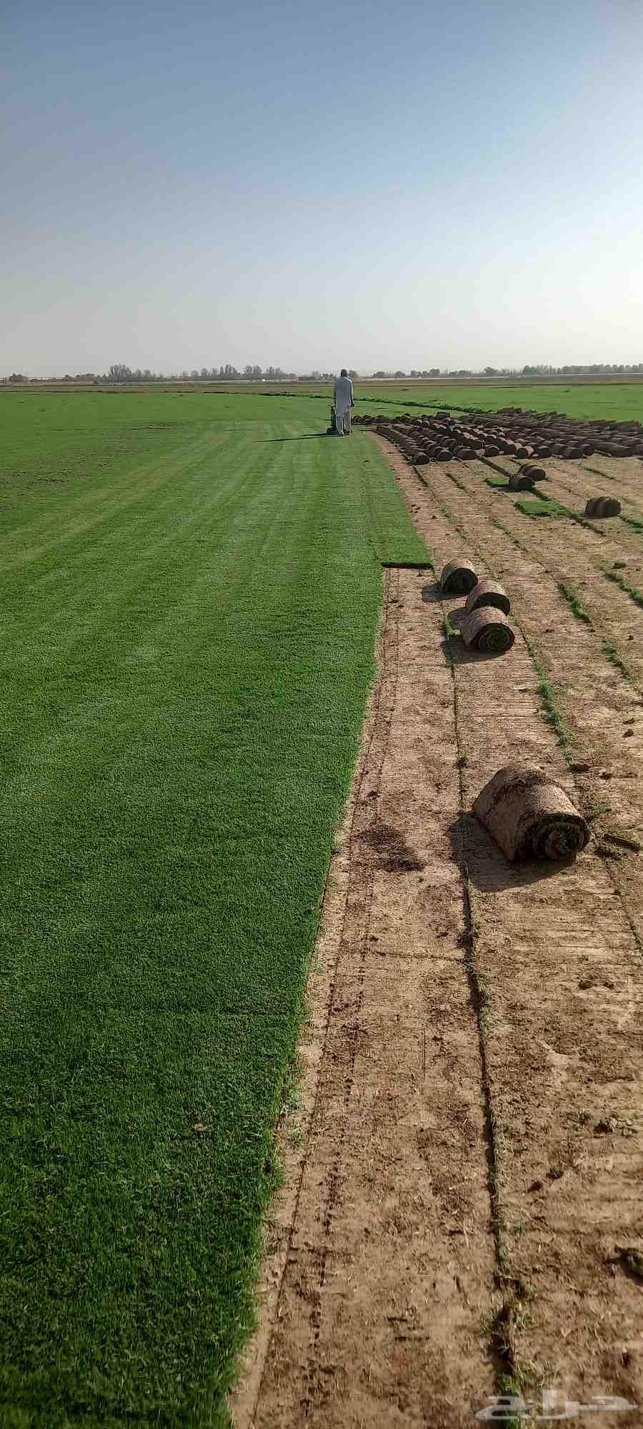 تنسيق حدائق زراعة طبيعي64194799109762111