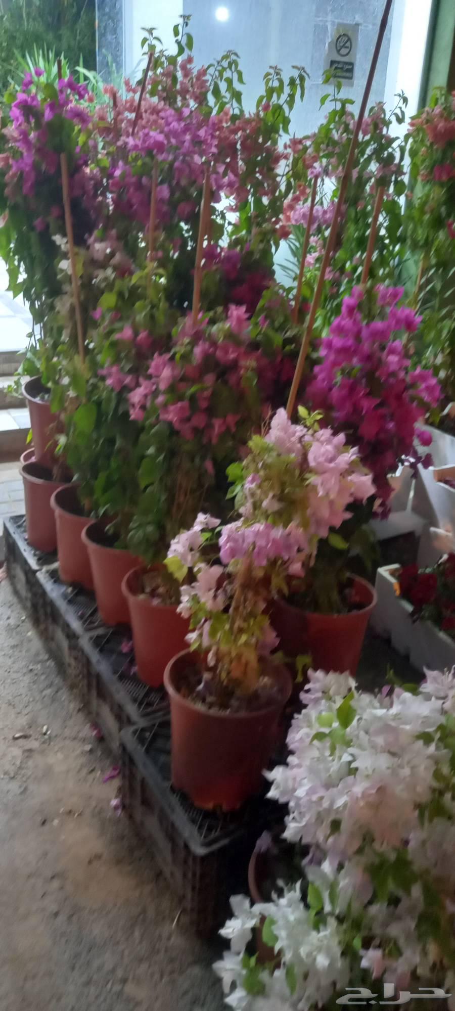 تنسيق حدائق زراعة طبيعي64194799109762114