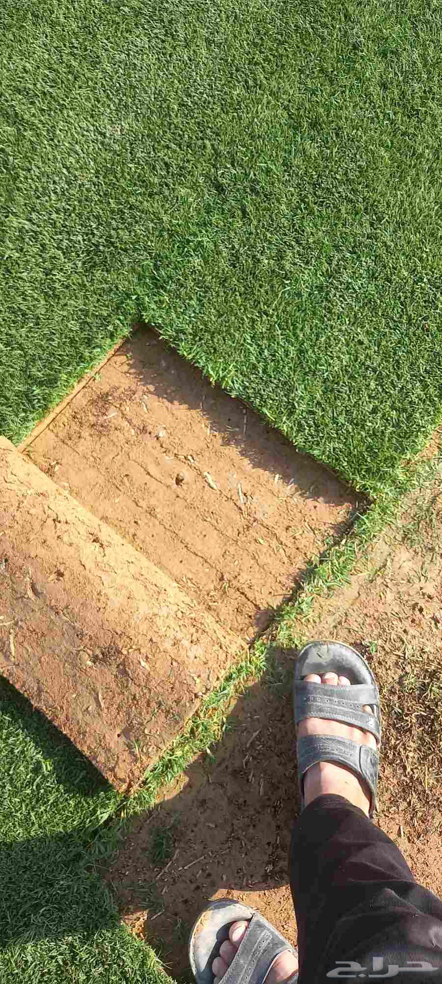 تنسيق حدائق زراعة طبيعي64194799109762110