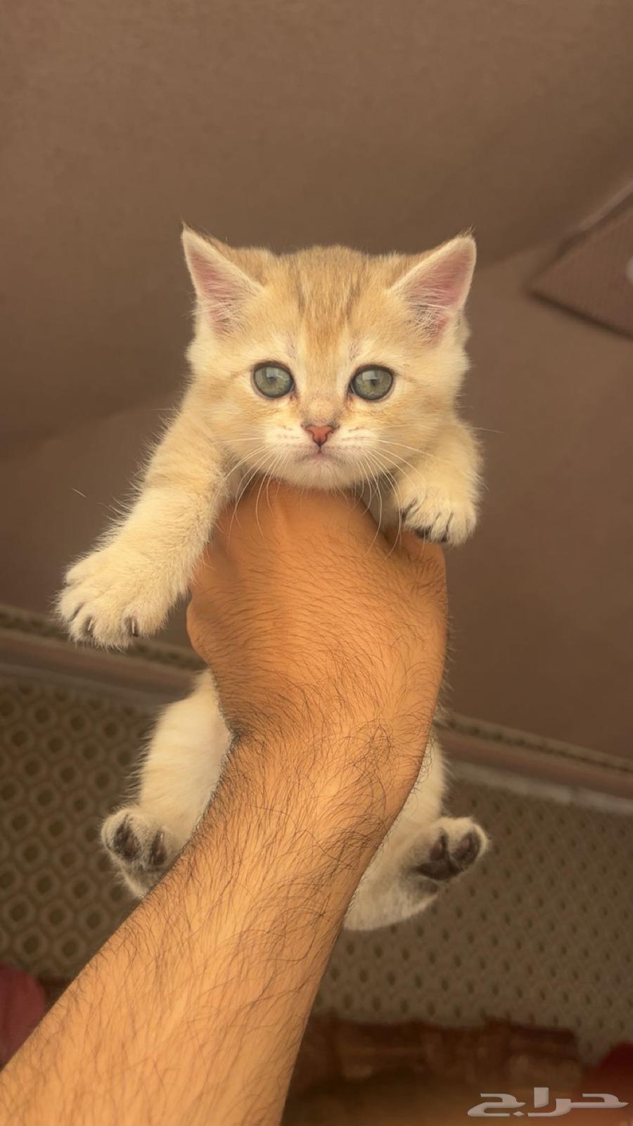 Scottish (Street) Cats64569083475970114