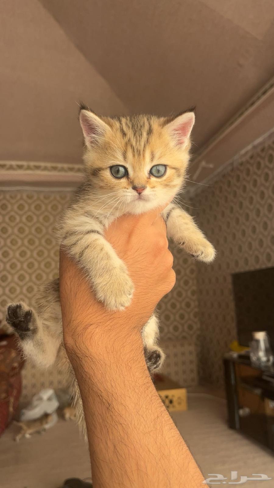 Scottish (Street) Cats64569083475970113