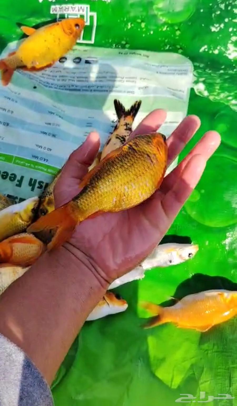 سمك كوي -سمك زينه -سمك بلطي -زريعة بلطي64520515978243112