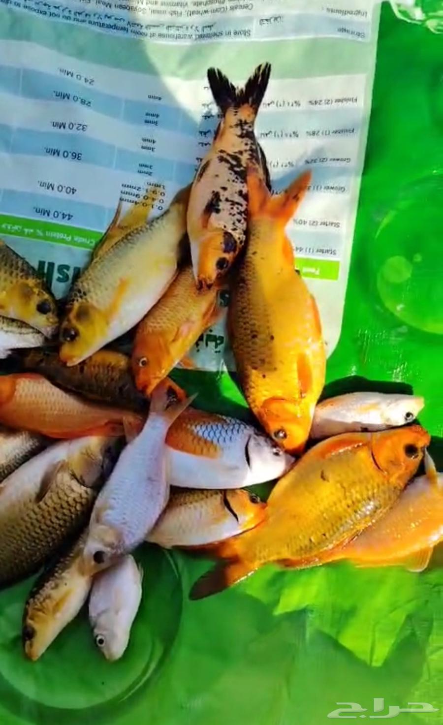 سمك كوي -سمك زينه -سمك بلطي -زريعة بلطي64520515978243111