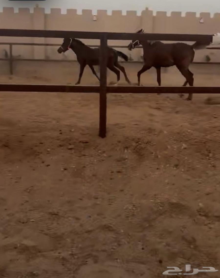 Stable64196938992513111