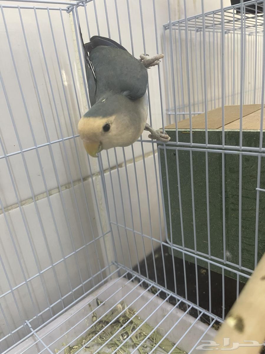 انثى روز64553567342083111