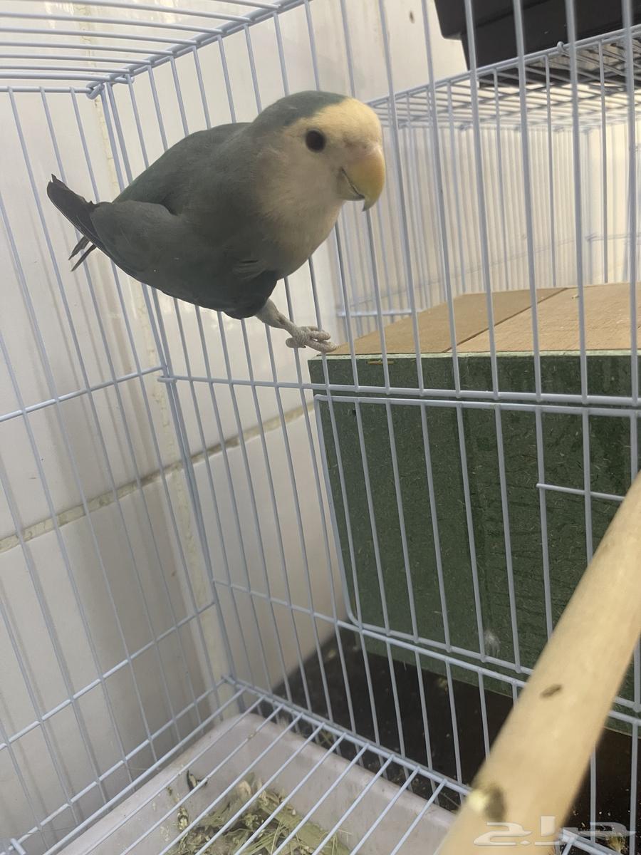 انثى روز64553567342083112