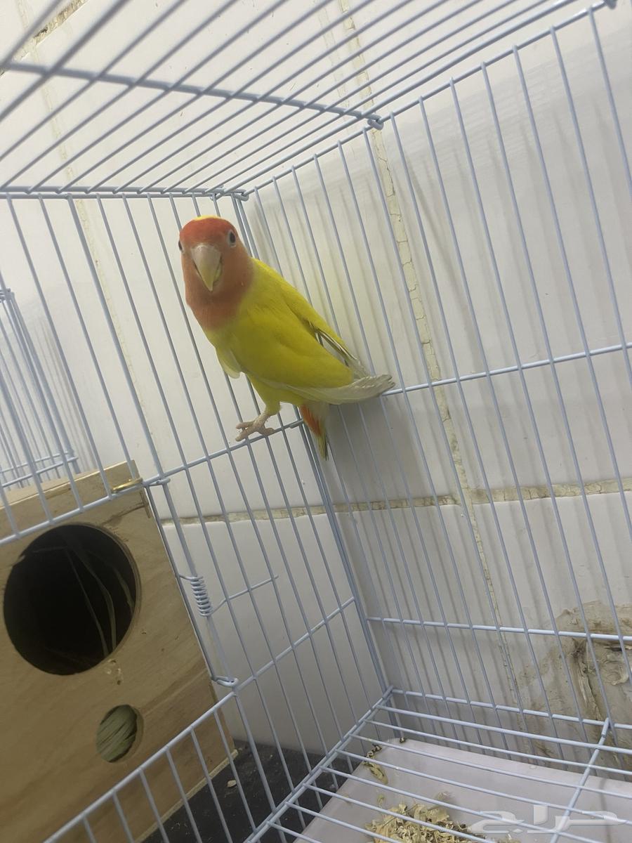 انثى روز لاتينو عيون حمر64615596256003111