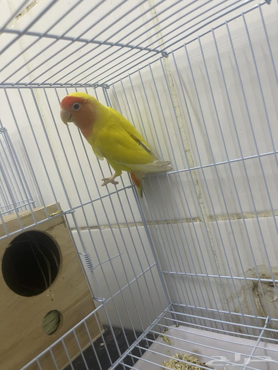 انثى روز لاتينو عيون حمر64615596256003110