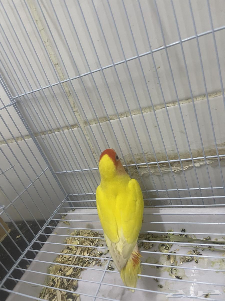 انثى روز لاتينو عيون حمر64615596256003112