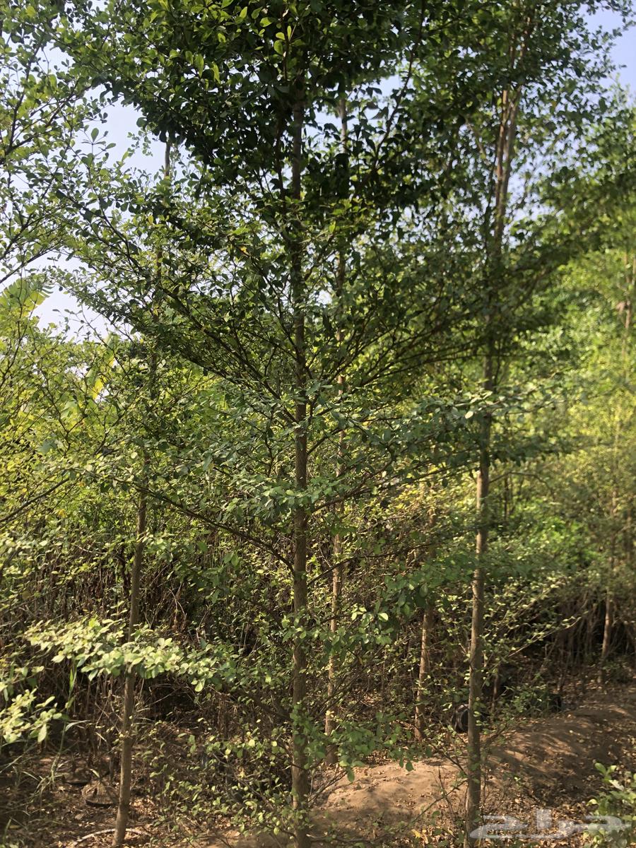 تنسيق الحدائق المنزلية64196742012802114