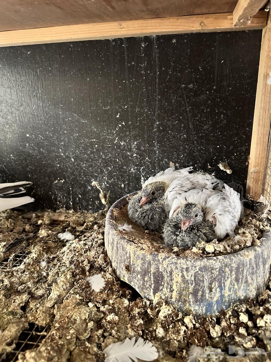 جوز تيدي بعياله64428942431106112