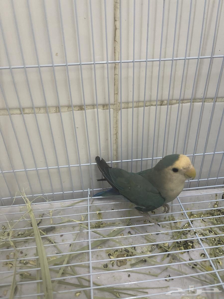 انثى روز64553567342083110