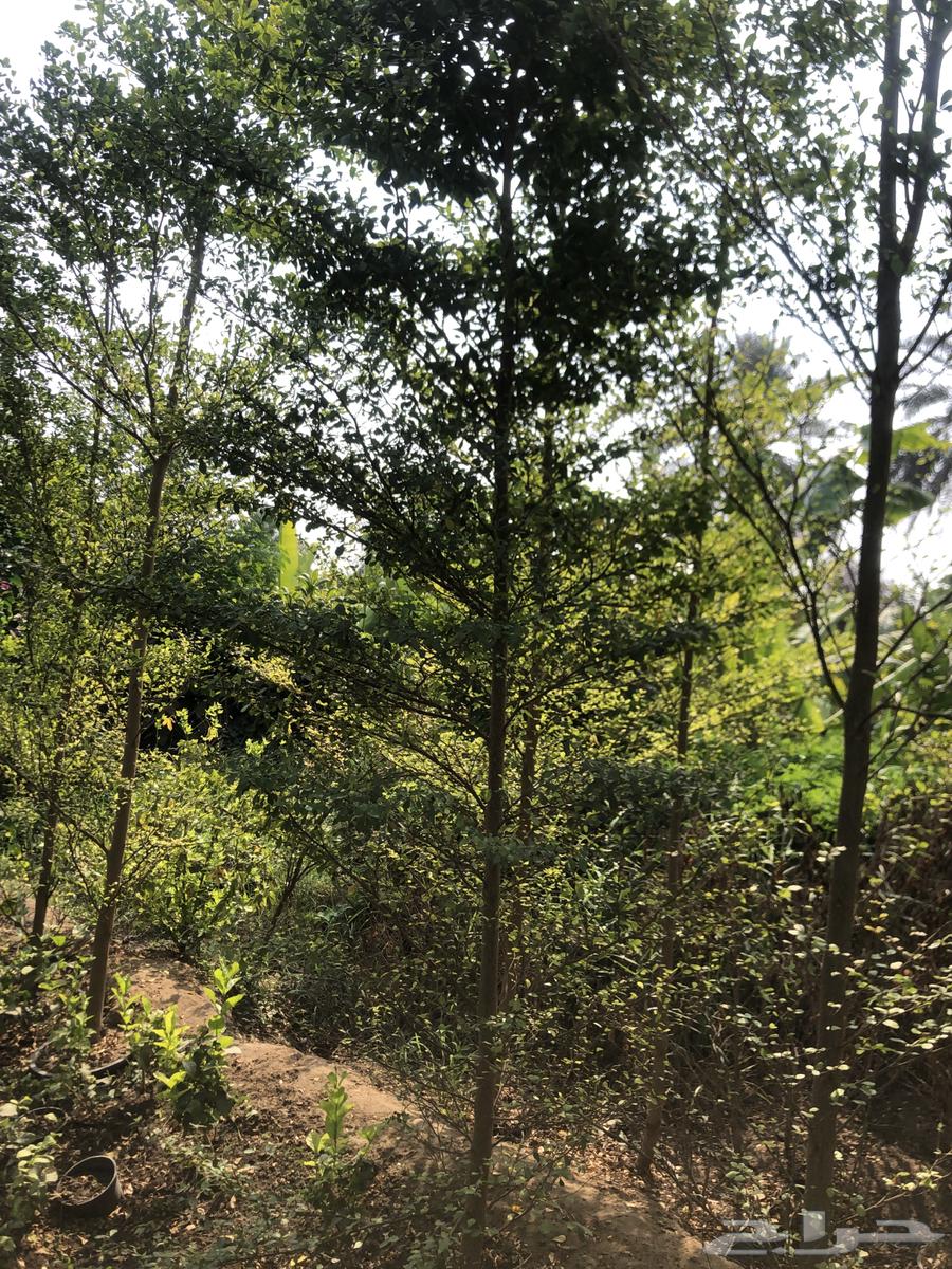 تنسيق الحدائق المنزلية64196742012802111