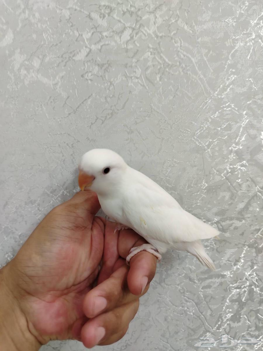 Albino Rose with Red Eyes – Sold64680286484098112