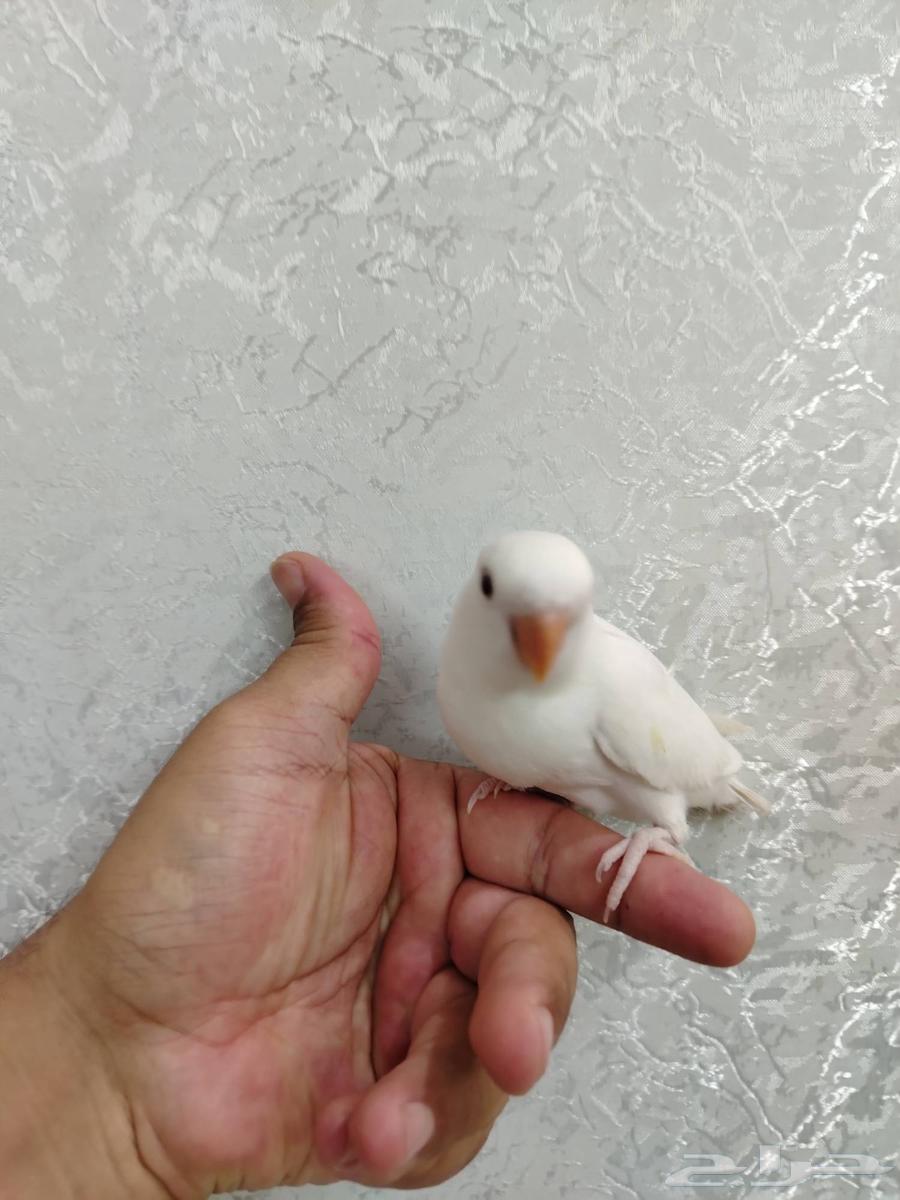 Albino Rose with Red Eyes – Sold64680286484098110