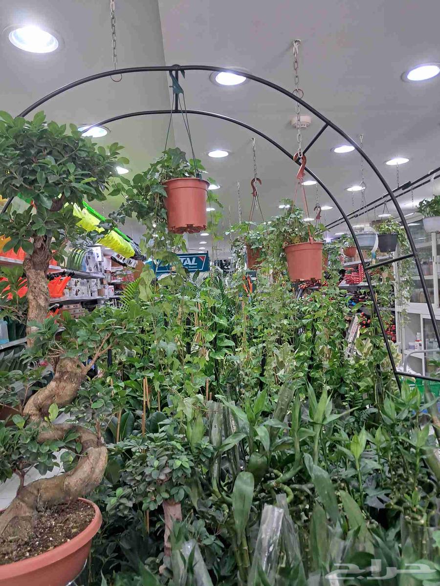 مشتل ابناء الصعيد64196538107907110