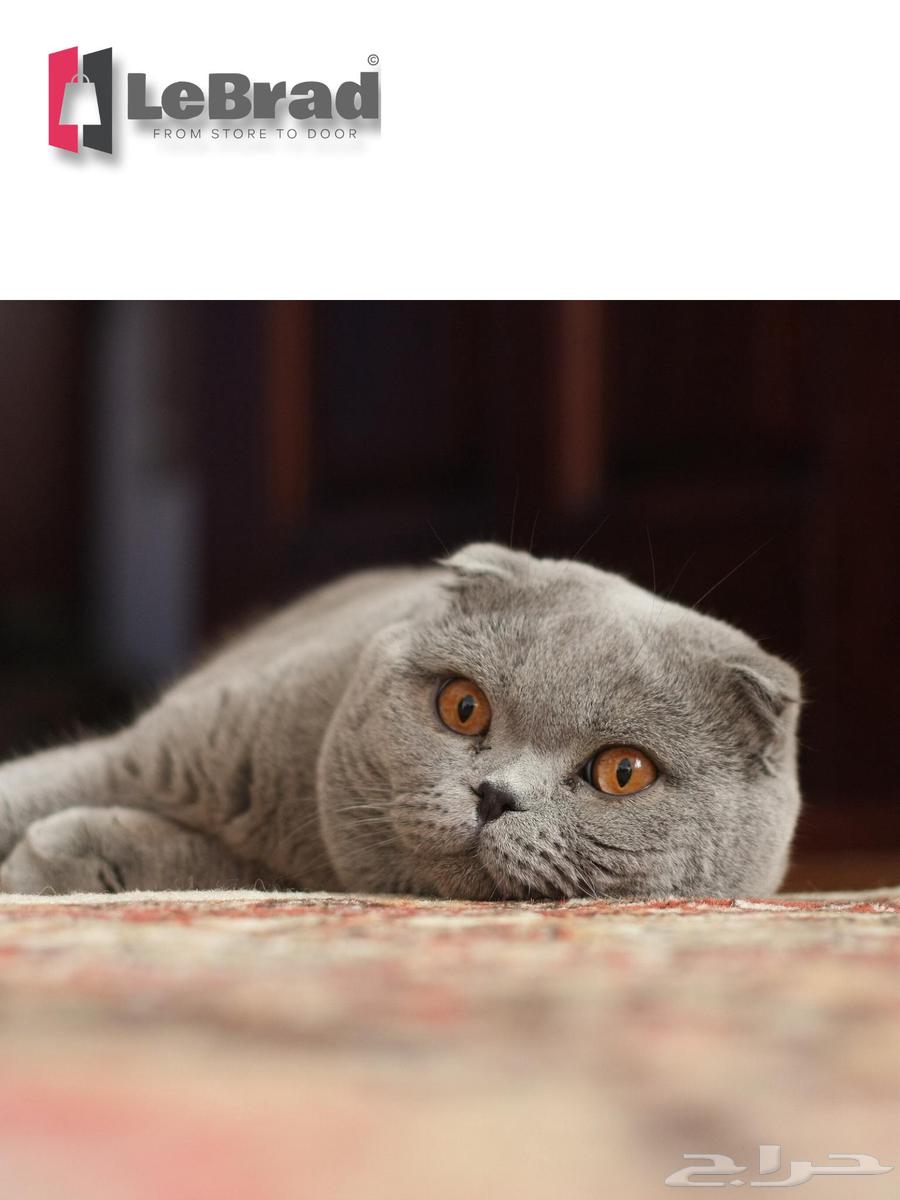 Male Scottish British Cat, 12 Months Old, LeBrad Cattery64597789646467110