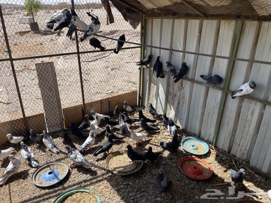 There is a falconry bath64836638256131110