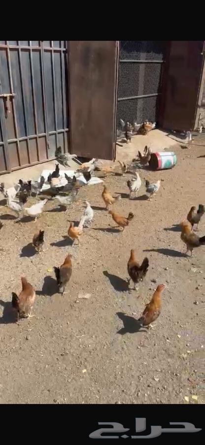 One and a half month old local chicks64505245460738111