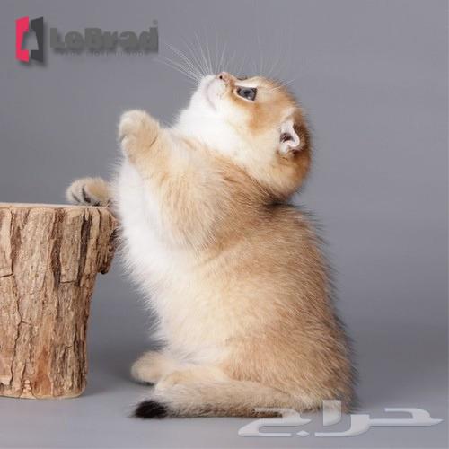 منشكن سكوتش بريتش تريبل فولد بيور كيتنز عمر شهر64582550272769113