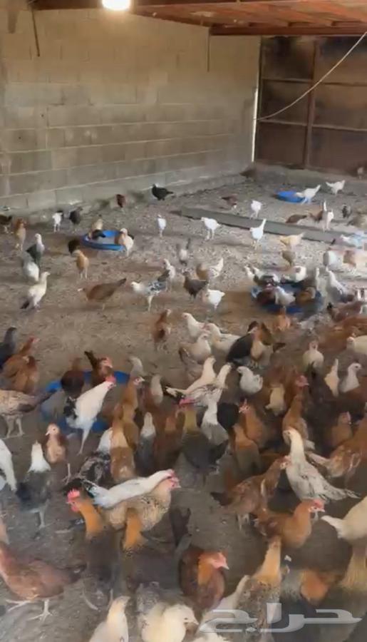 One and a half month old local chicks64505245460738112