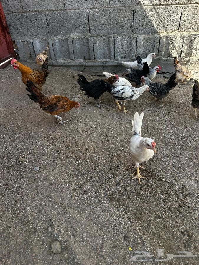 One and a half month old local chicks64505245460738110