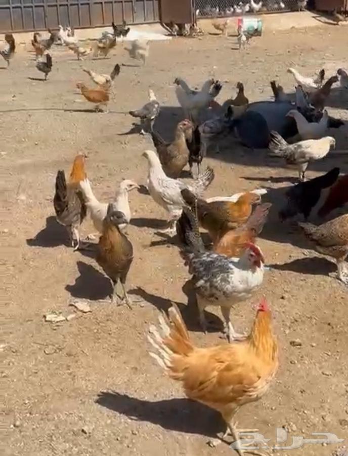 One and a half month old local chicks64505245460738113