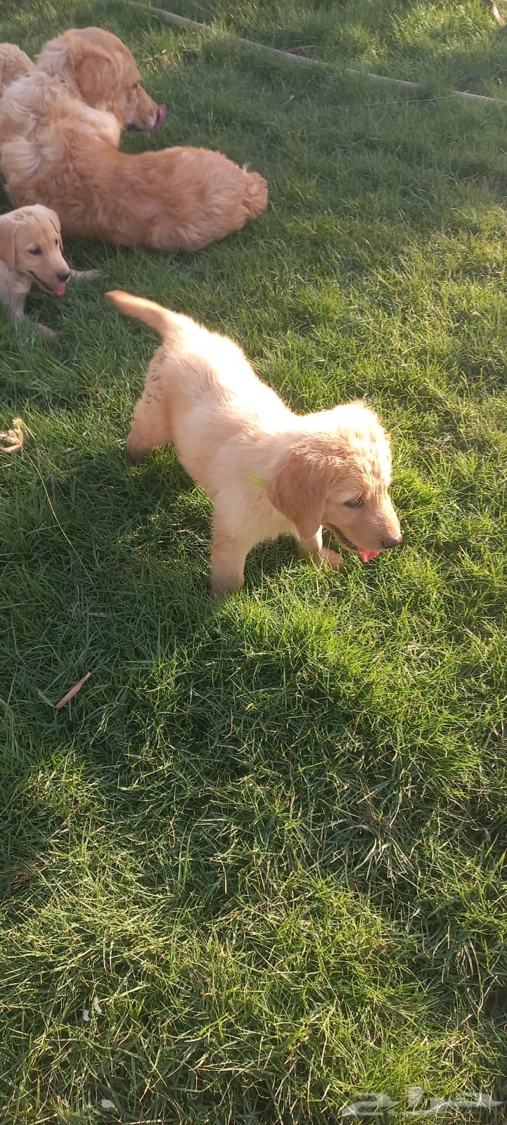 جراوي جولدن64657177035649112