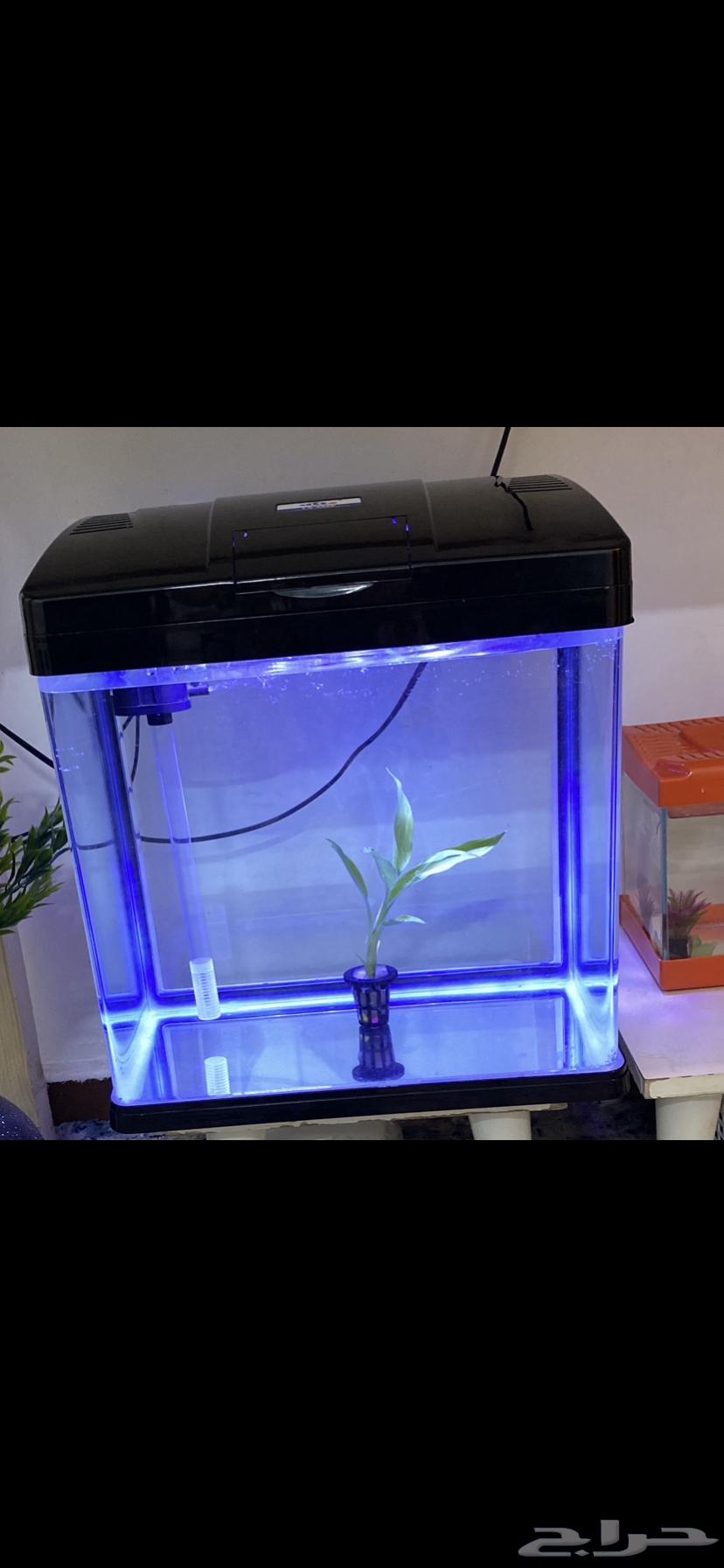 حوض سمك زينه كبير للبيع64552192163203110