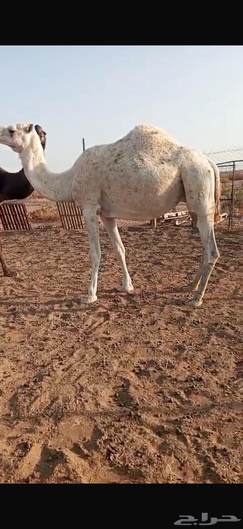 للبيع نياق لقحات64540808464001111