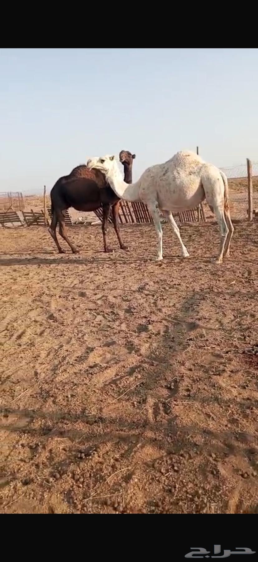 للبيع نياق لقحات64540808464001112