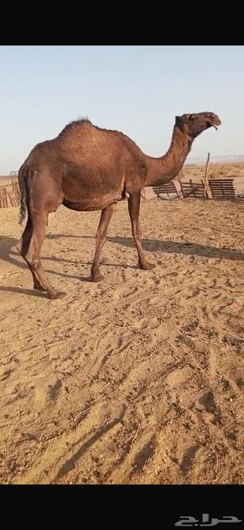 للبيع نياق لقحات64540808464001110