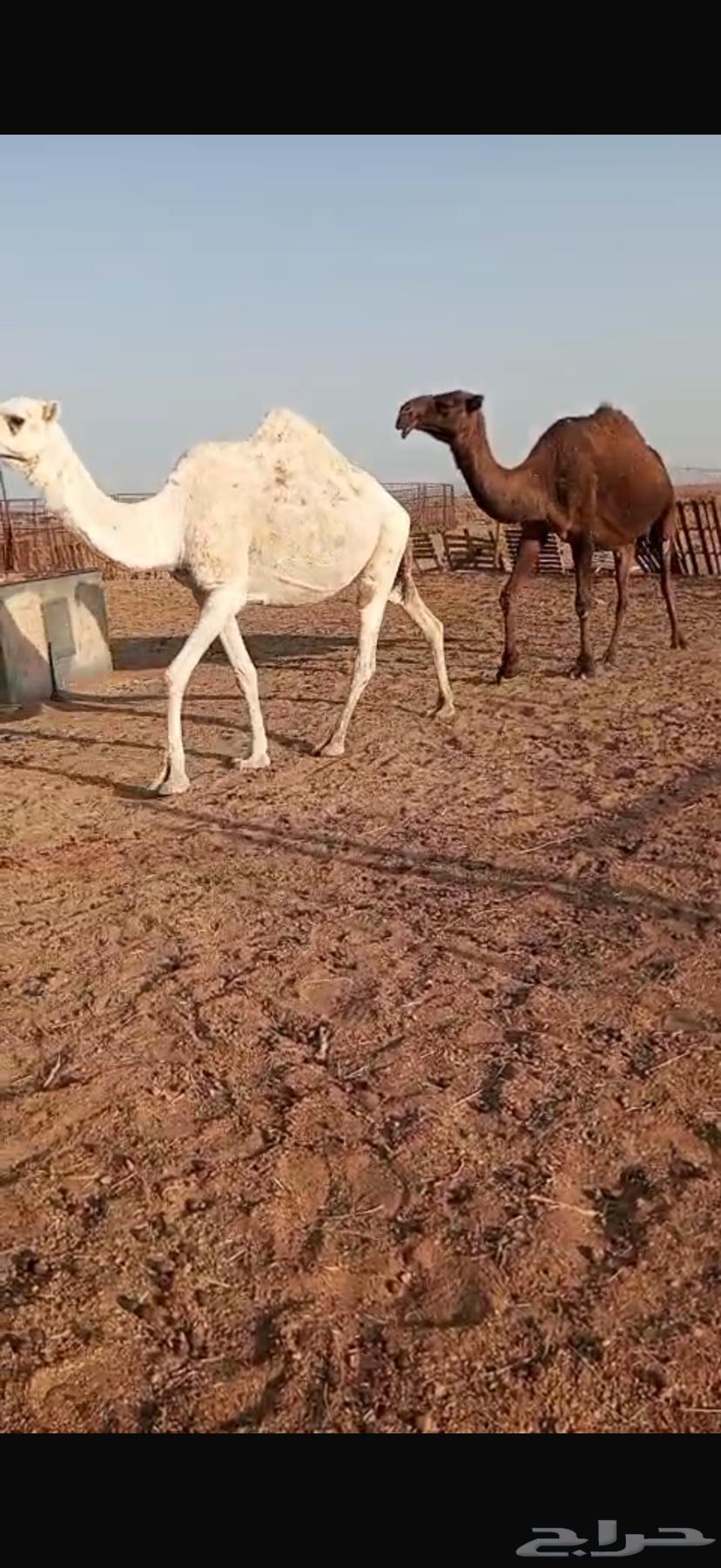 للبيع نياق لقحات64540808464001113