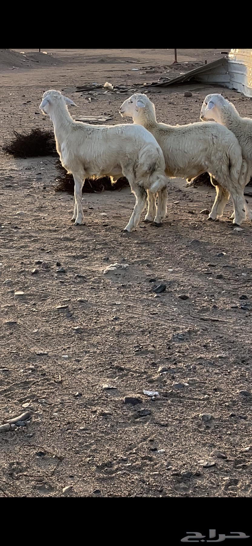 طليان حريه64672060456449111