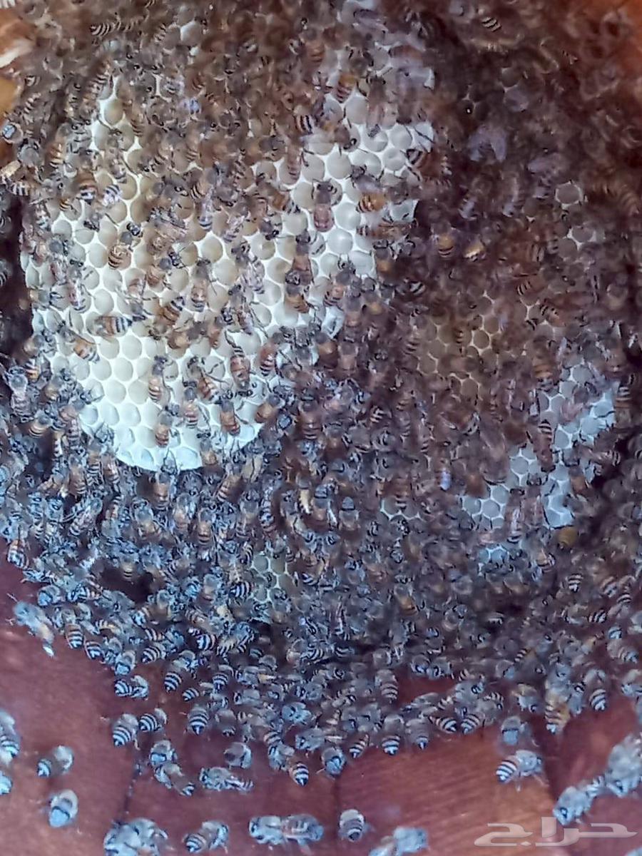 Local honey64459806432643111