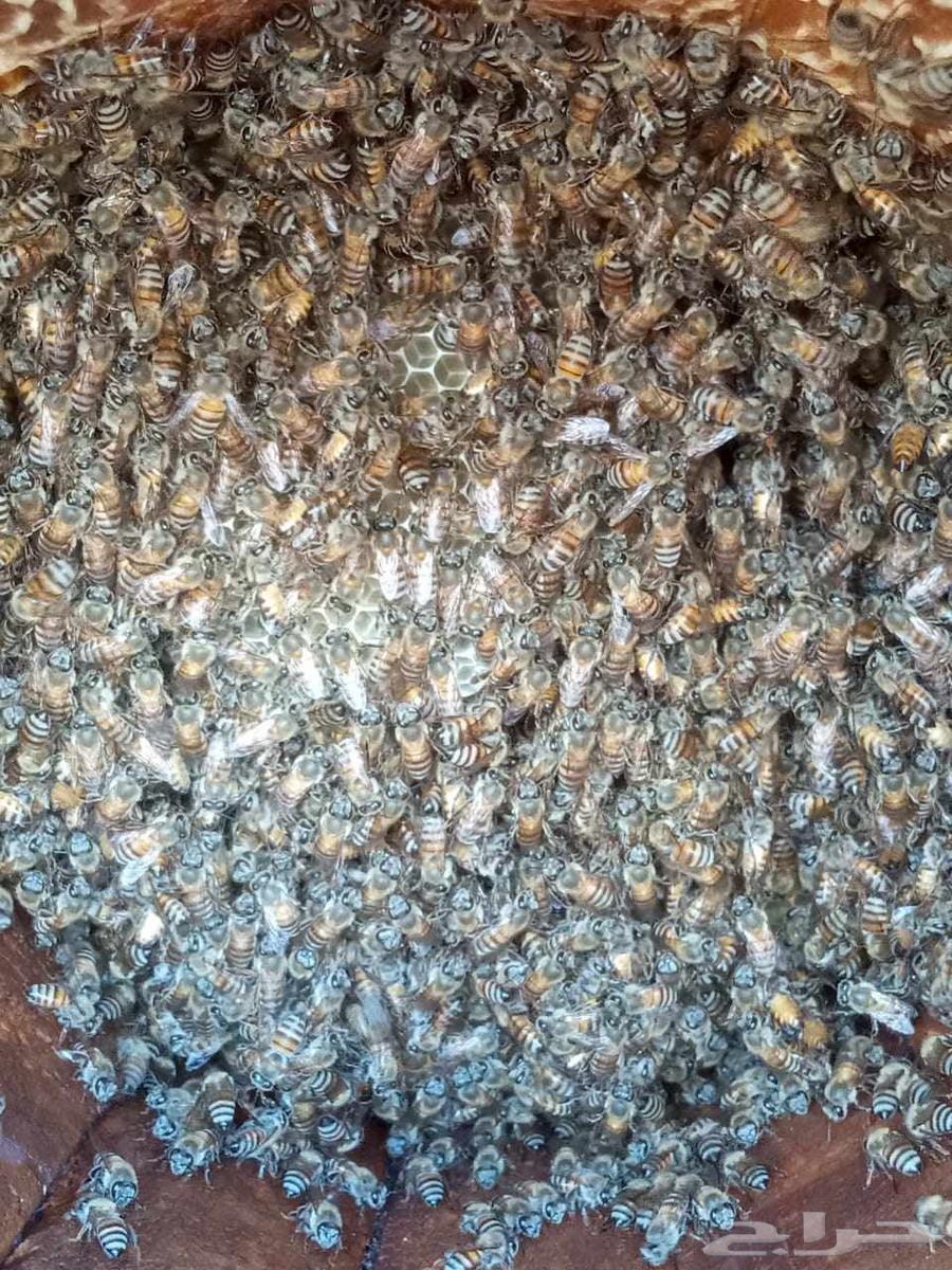 Local honey64459806432643112