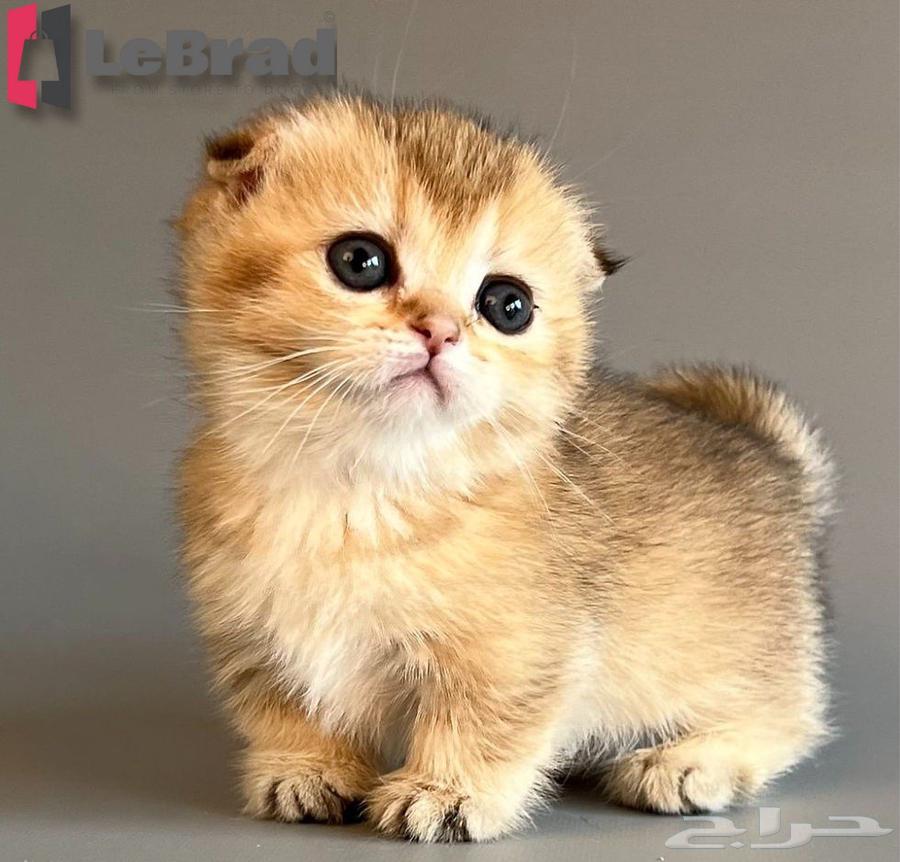 منشكن سكوتش بريتش تريبل فولد بيور كيتنز عمر شهر64582550272769112